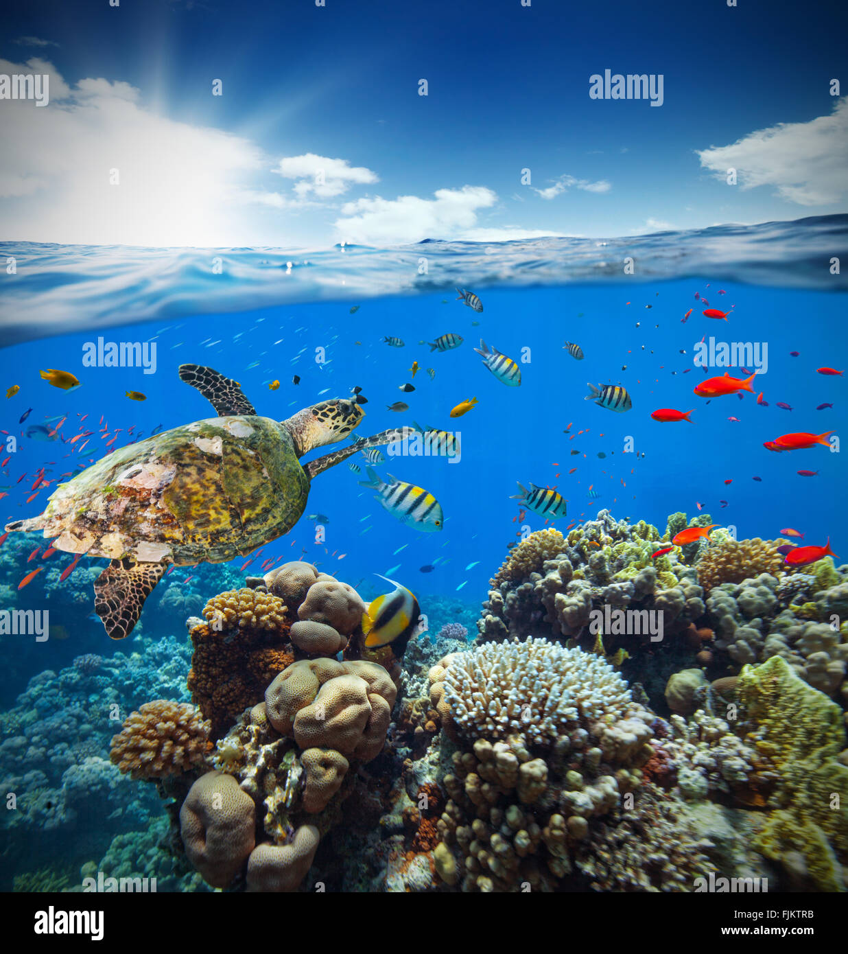 Underwater Coral reef con trend con orizzonte di riferimento e la superficie dell'acqua Foto Stock