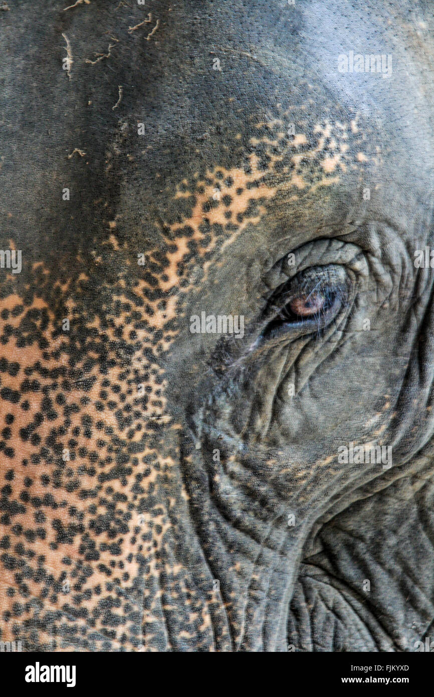 Close up di un elefante con gli occhi e il viso Foto Stock