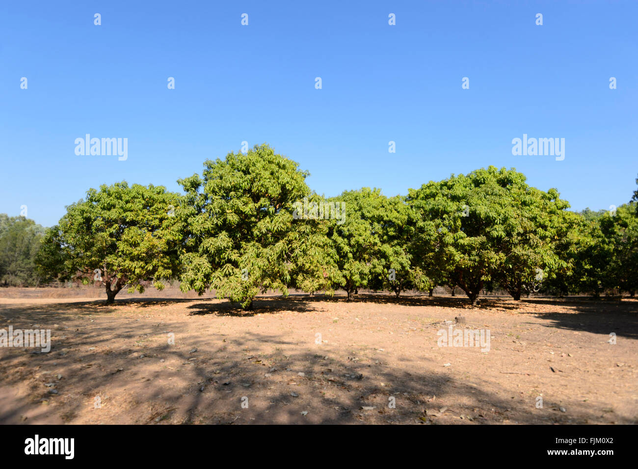 Il Daly River Mango agriturismo, Territorio del Nord, l'Australia Foto Stock