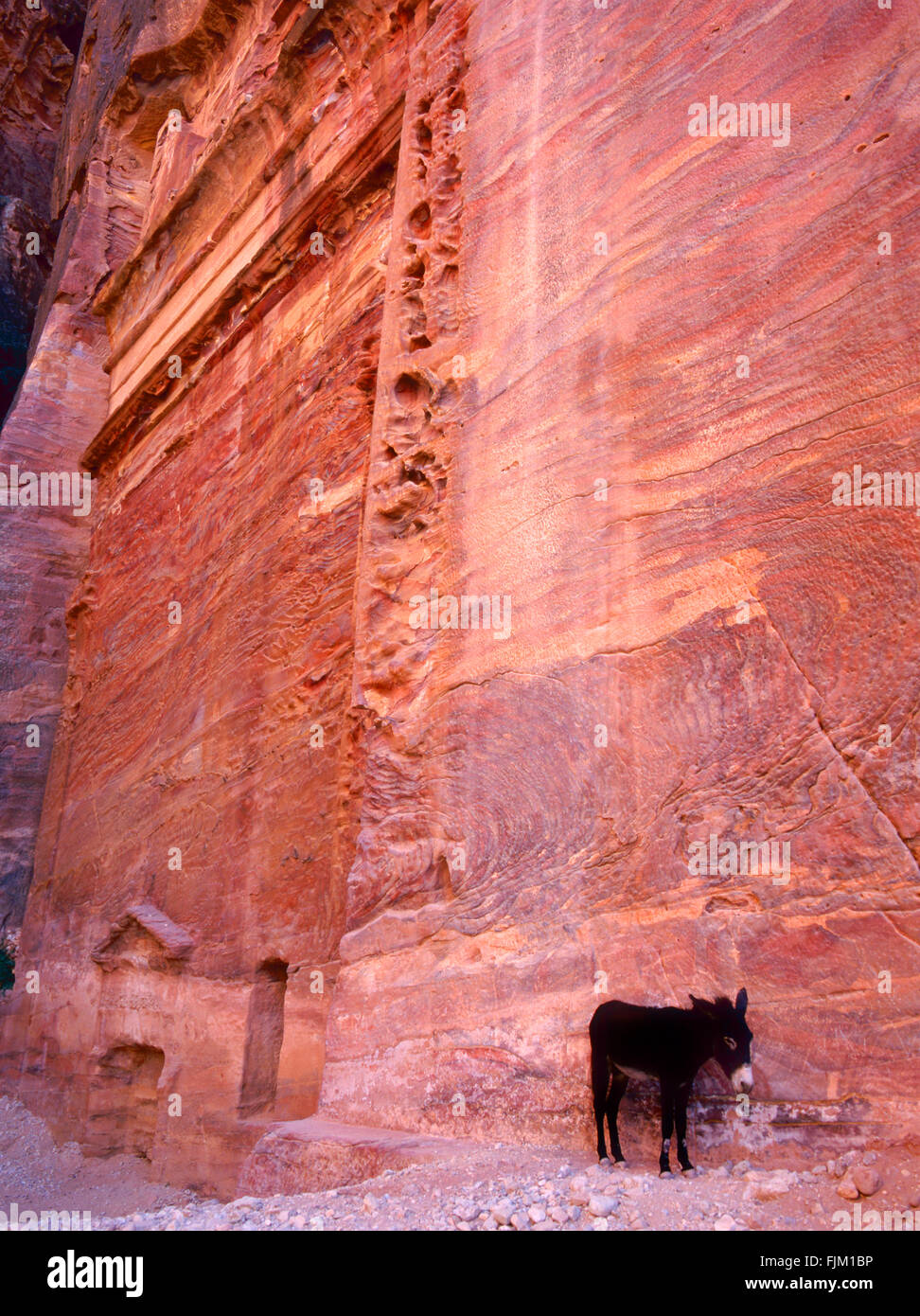 Vista di Petra con un asino.Questo sito è un sito Patrimonio Mondiale dell'Unesco Foto Stock