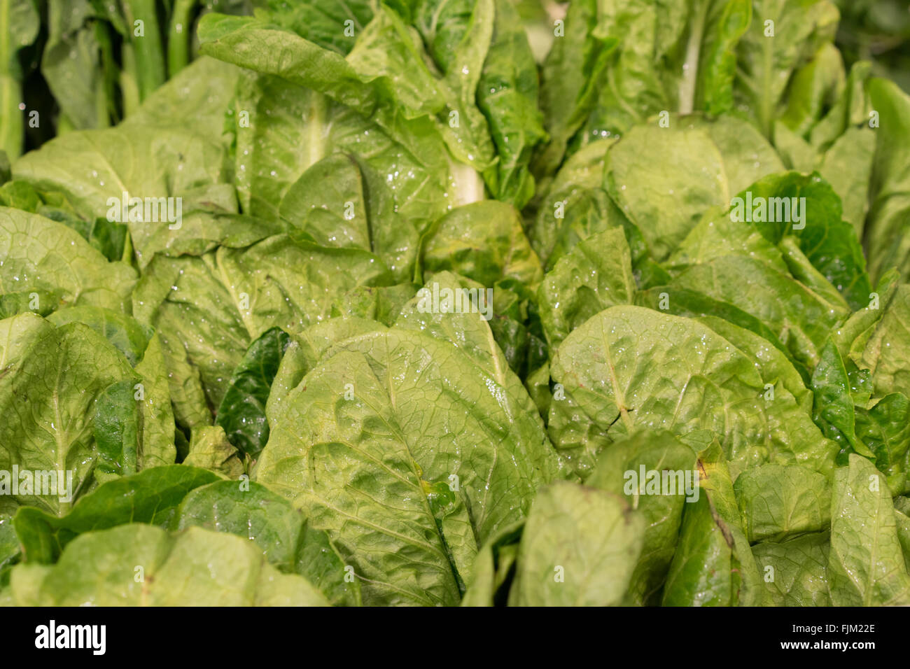 Immagine di sfondo di lattuga romana o cos Foto Stock