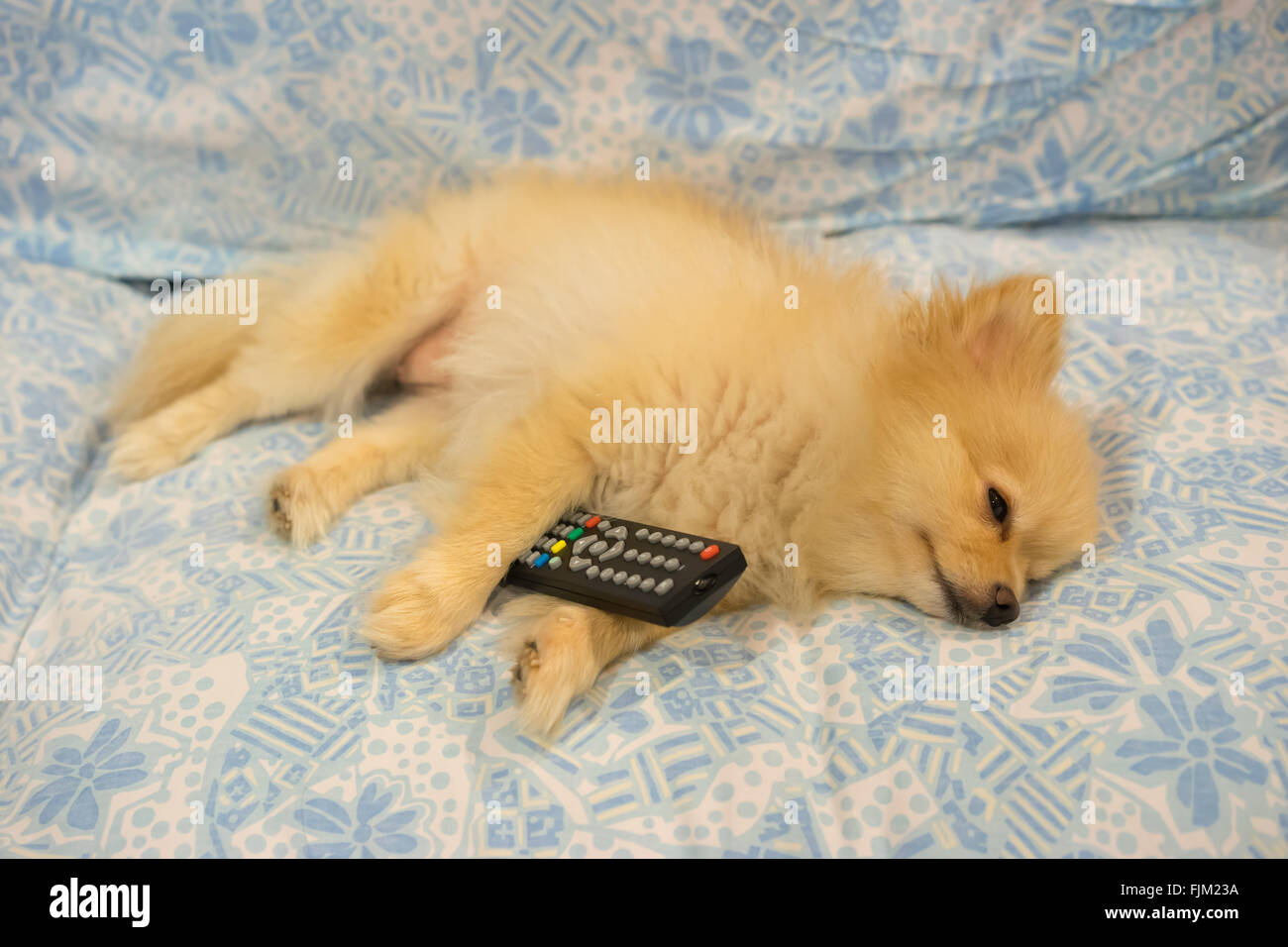 Cute cane si è addormentato perché la televisione è noioso Foto Stock