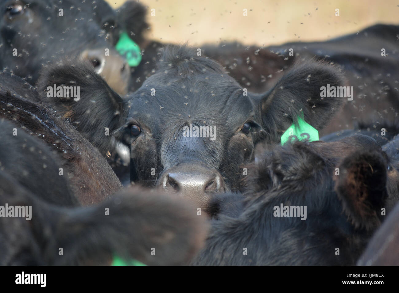 Il Black Angus Cow lotte per vedere oltre una mandria e nero vola Foto Stock