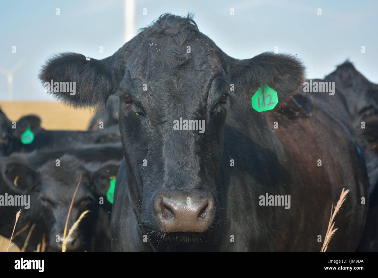 Il Black Angus mucca con un orecchio verde Tag in un campo con le turbine eoliche in background Foto Stock