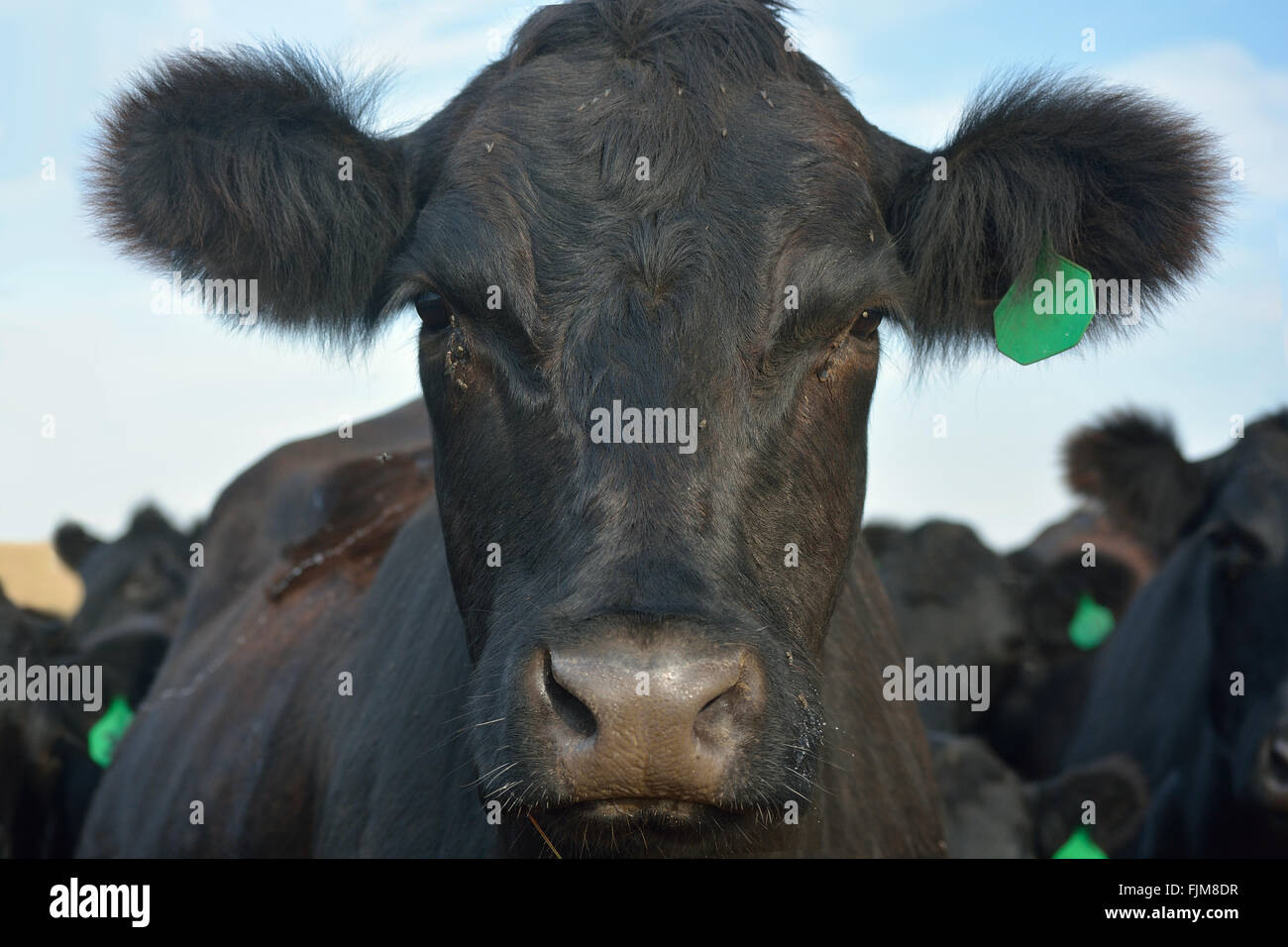 Il Black Angus mucca con un orecchio verde Tag Foto Stock