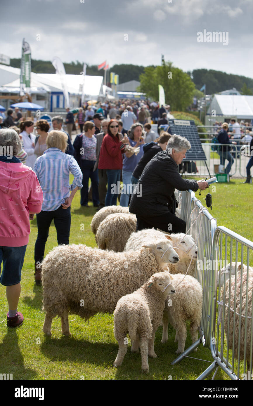 Le scene della Contea di Devon show. Foto Stock