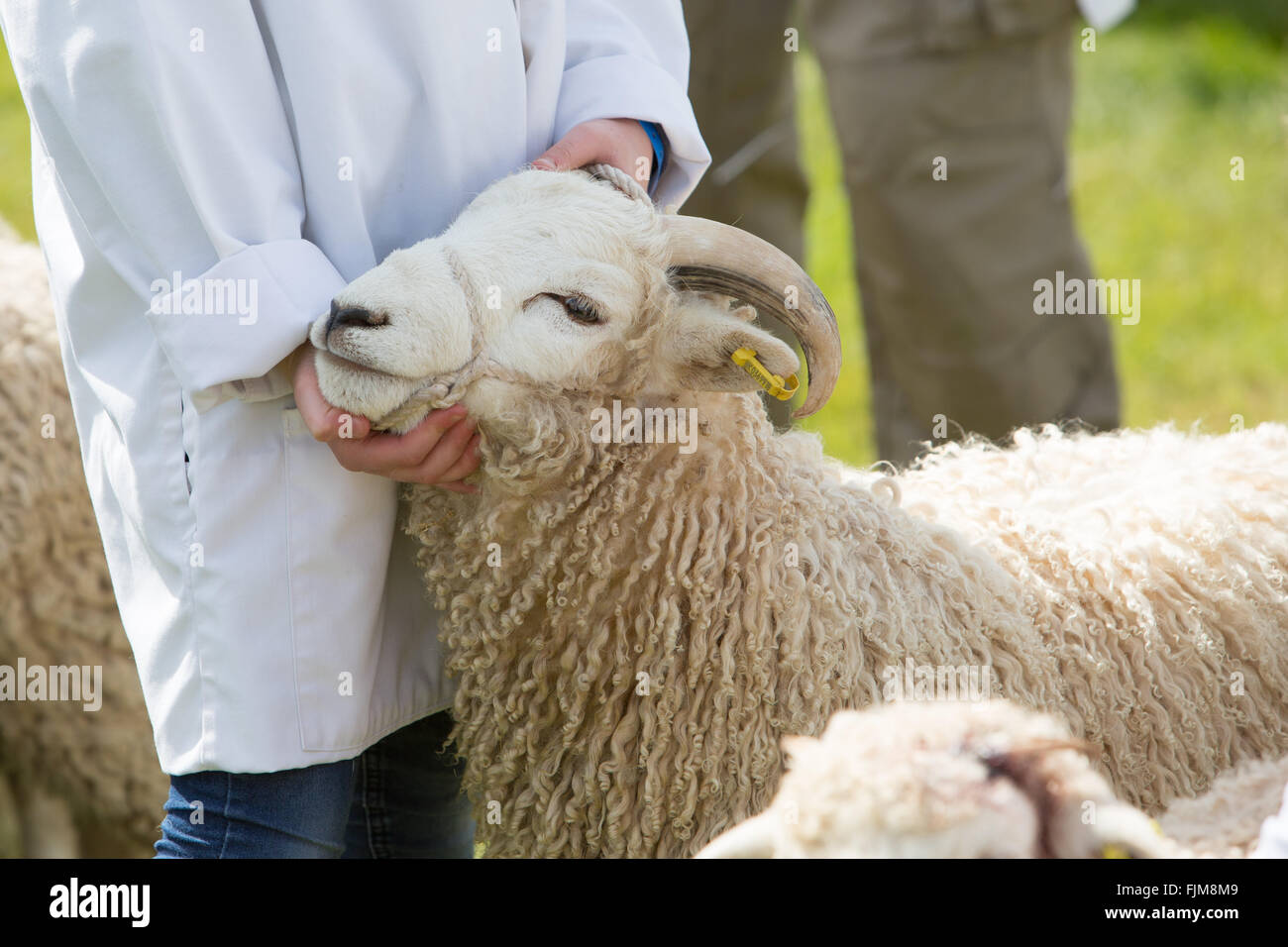 Le scene della Contea di Devon show. Foto Stock