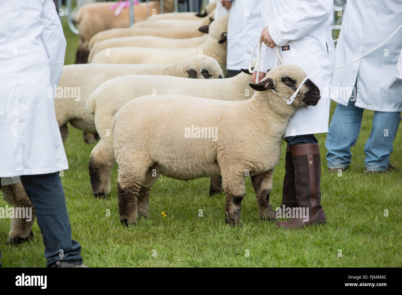 Le scene della Contea di Devon show. Foto Stock