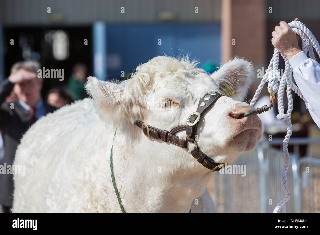Le scene della Contea di Devon show. Foto Stock