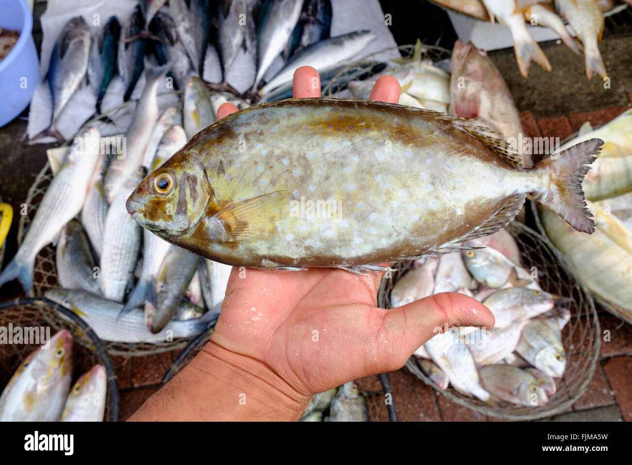 Pescivendolo azienda pesci piccoli in vendita a Dubai il mercato del pesce in Deira Emirati Arabi Uniti Foto Stock