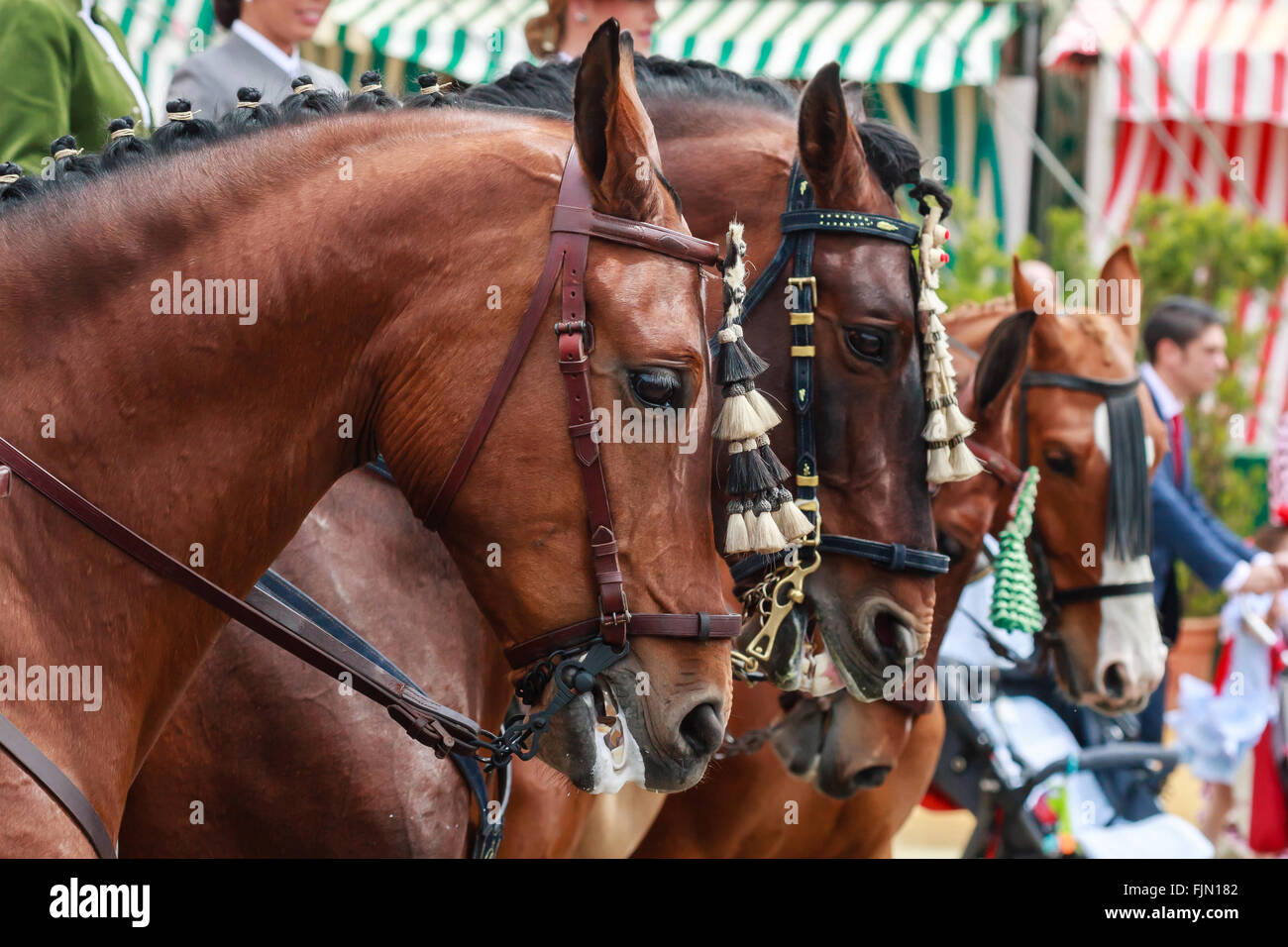 Siviglia, Spagna - 29 Aprile 2015: fila di cavalli purosangue in aprile la fiera di Siviglia. Foto Stock