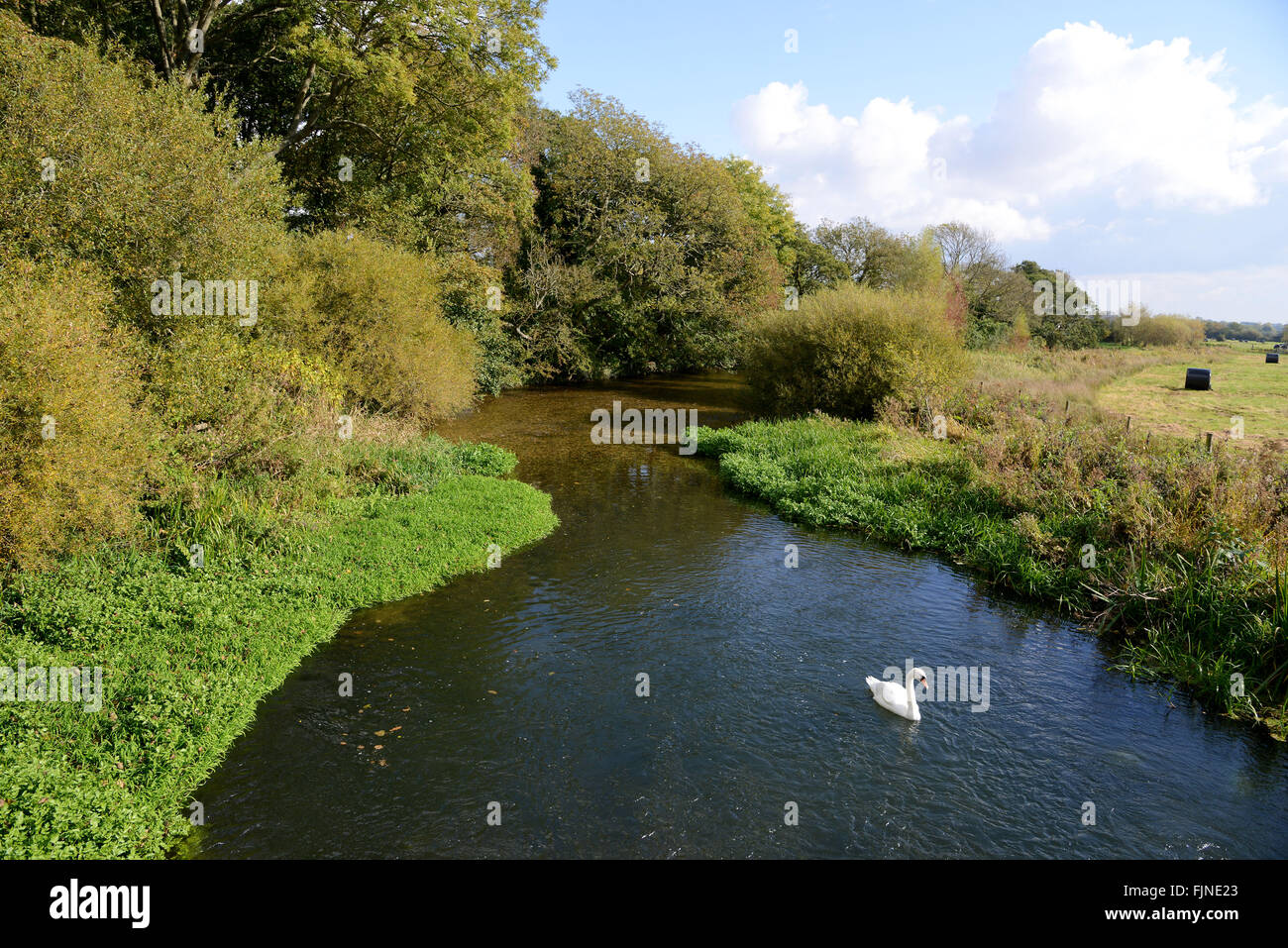Fiume Frome nel Dorset, in Gran Bretagna, Regno Unito Foto Stock Fiume Frome nel Dorset, in Gran Bretagna, Regno Unito Foto Stock