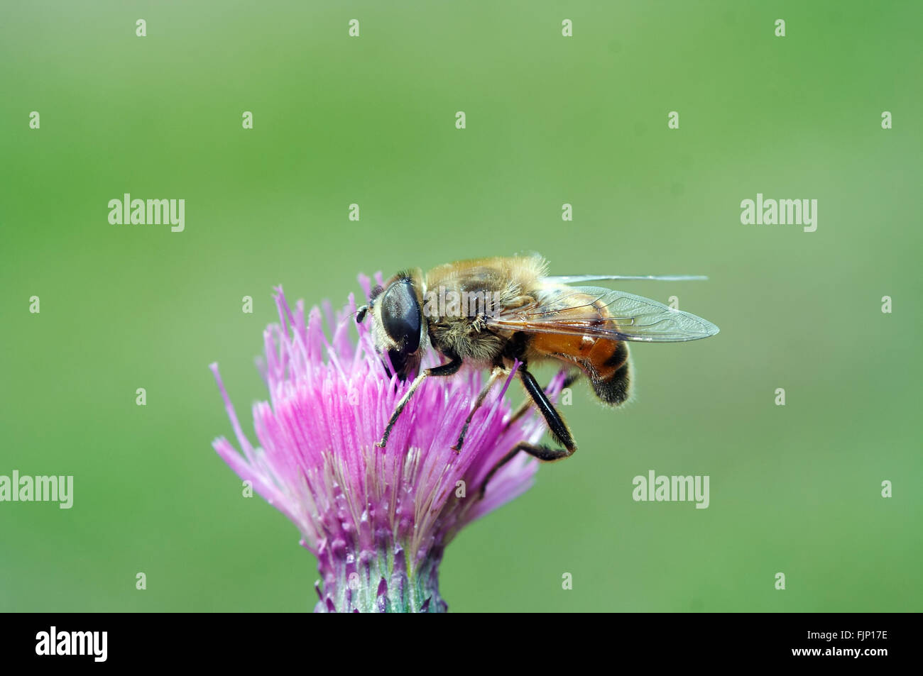 Impollinazione - Syrphyd volare sul blumo Foto Stock