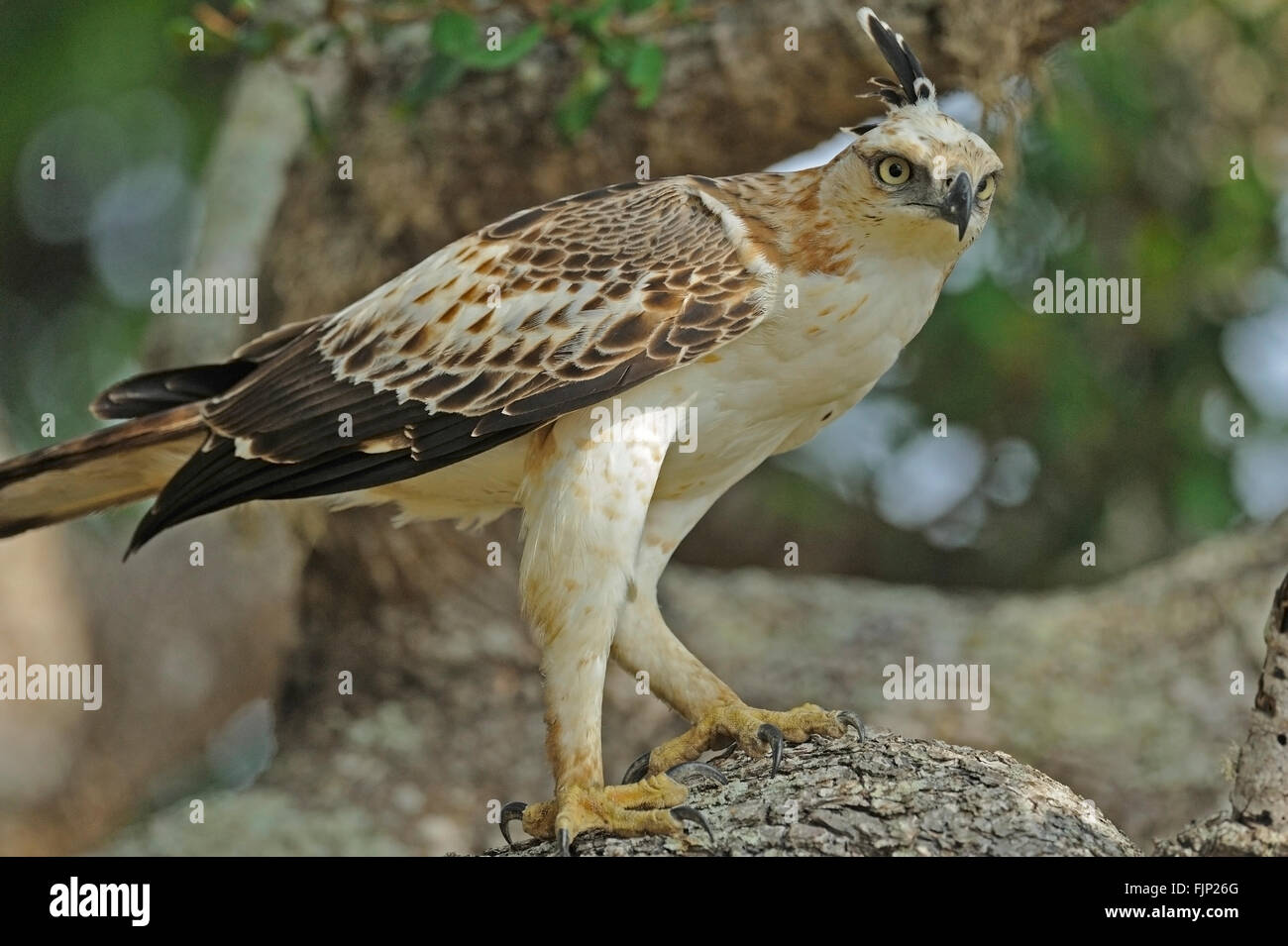 I capretti modificabile hawk-eagle o crested hawk-eagle (Nisaetus cirrhatus) seduto su un ramo in Yala National Park nello Sri Lanka Foto Stock