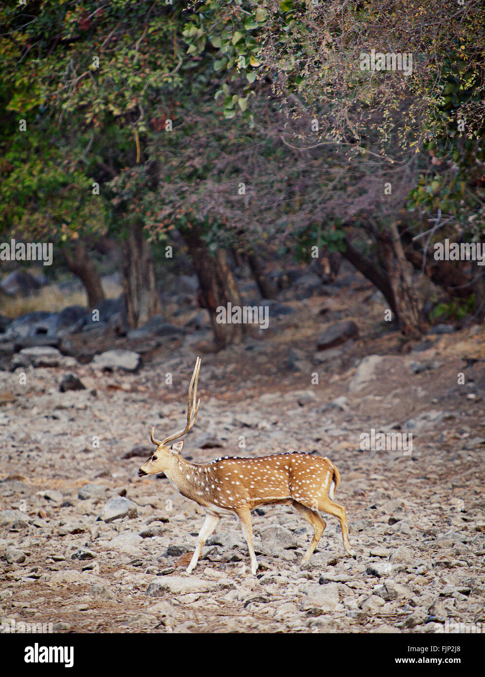 Chital cervi nel Parco nazionale di Ranthambore, India Foto Stock