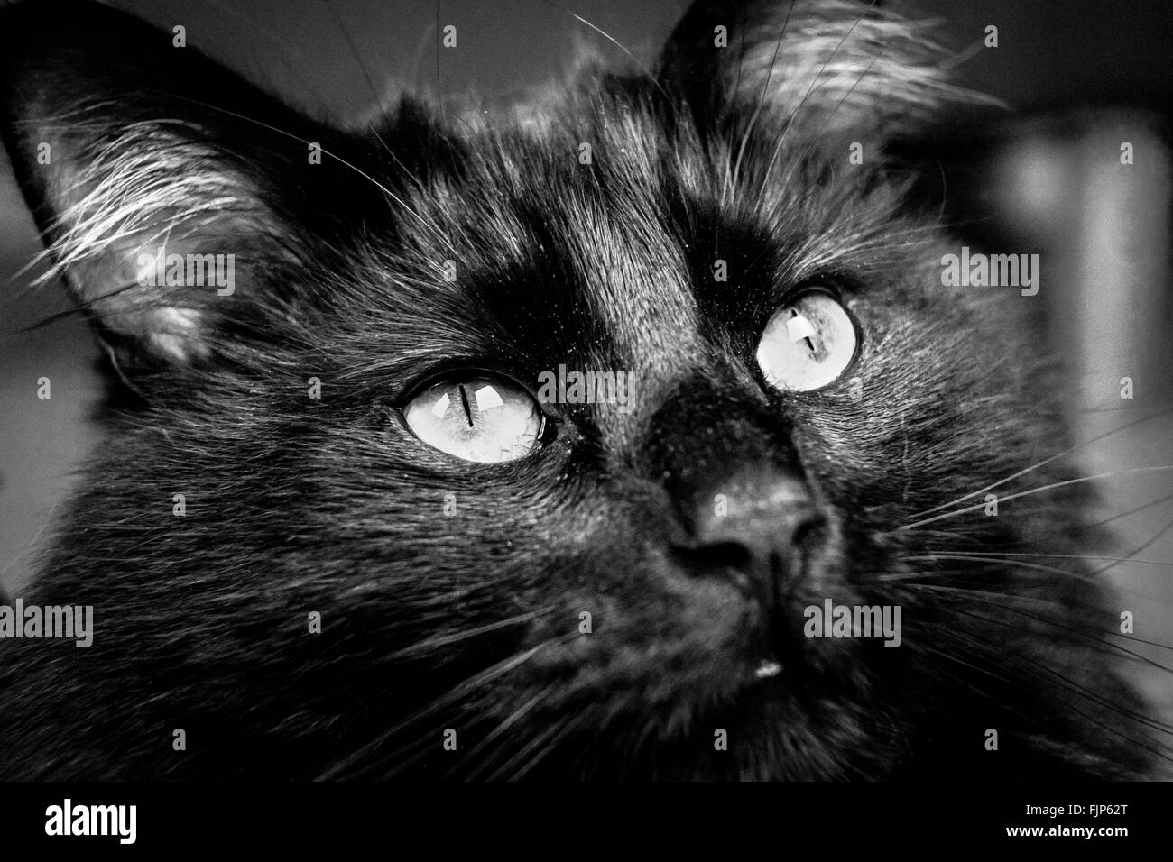 Gatto nero con pelliccia folta e bellissimi occhi Foto Stock