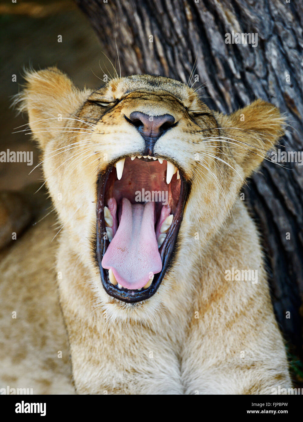 Lion incontra organizza passeggiate con i lions vicino a Victoria Falls, Zambia. Foto Stock