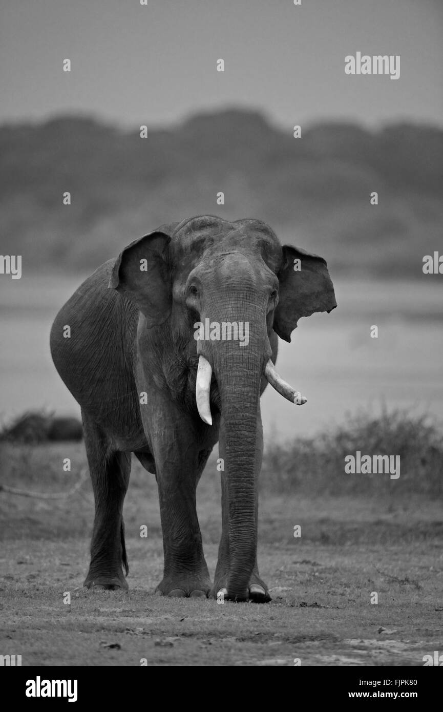 Immagine in bianco e nero di un elefante selvatico (Elephas maximus maximus) stare vicino a un lago nel parco nazionale Yala in Sri Lanka Foto Stock