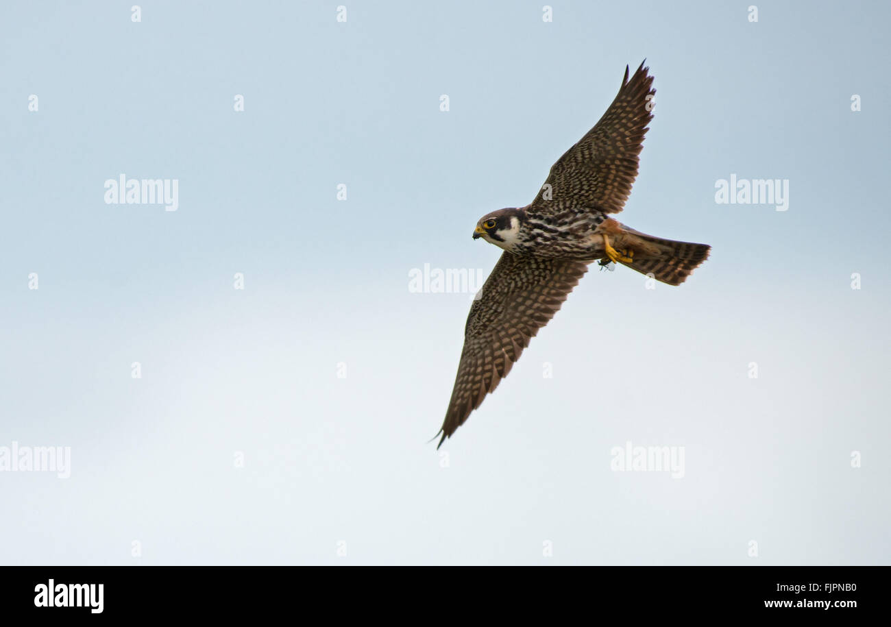 Eurasian Hobby-Falco Subbuteo® in volo su alimentazione catturati Dragonfly. Molla. Regno Unito Foto Stock