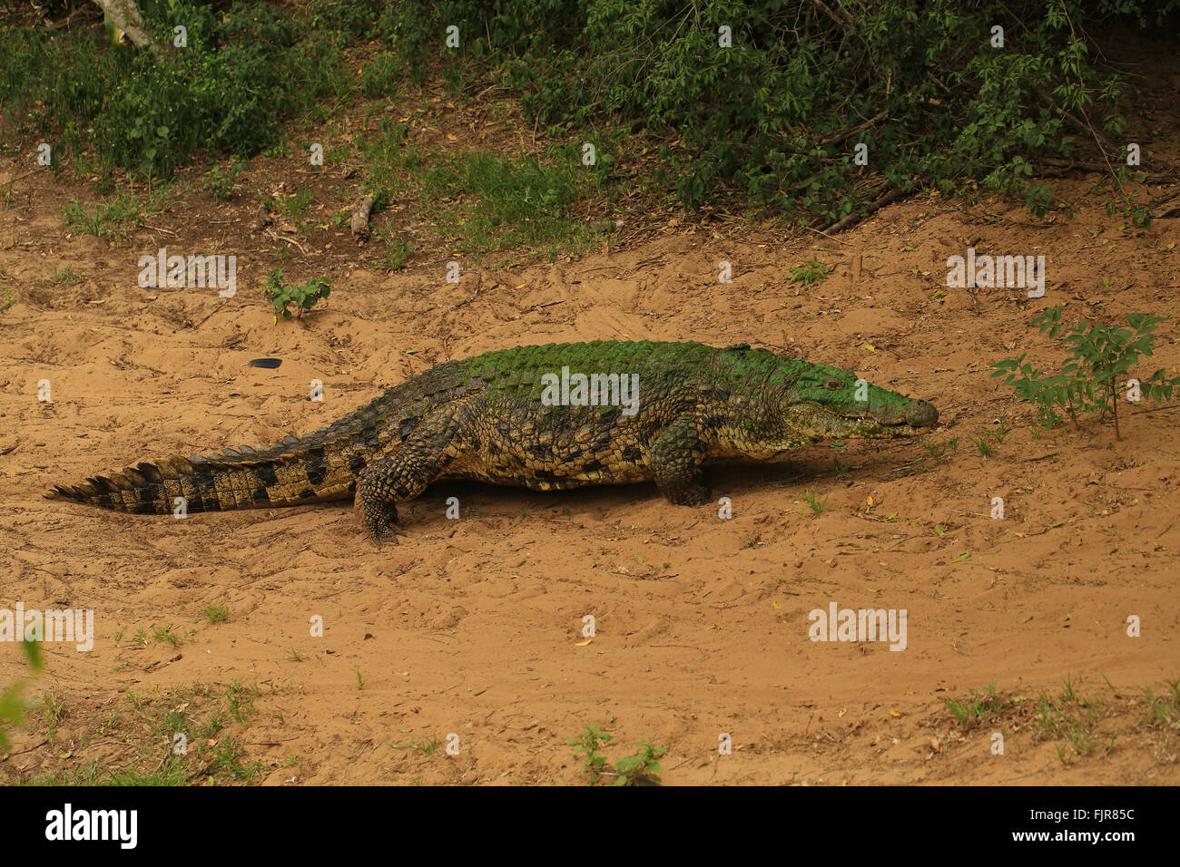 Coccodrillo del Nilo Saint Lucia, iSimangaliso Wetland Park, maggiore delle zone umide, Sud Africa, Foto Stock