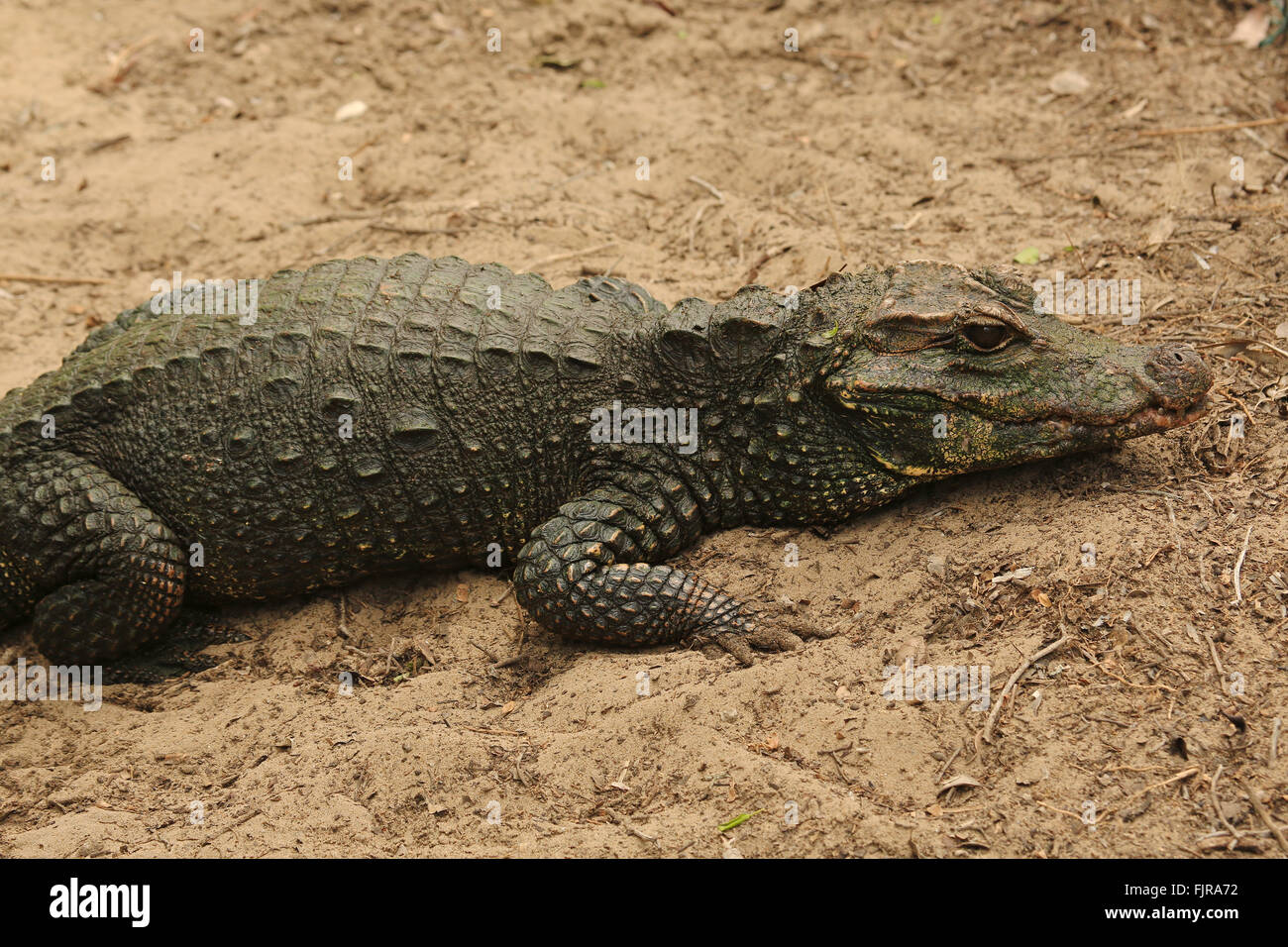 Crocodile Saint Lucia, iSimangaliso Wetland Park, maggiore delle zone umide, Sud Africa, Foto Stock