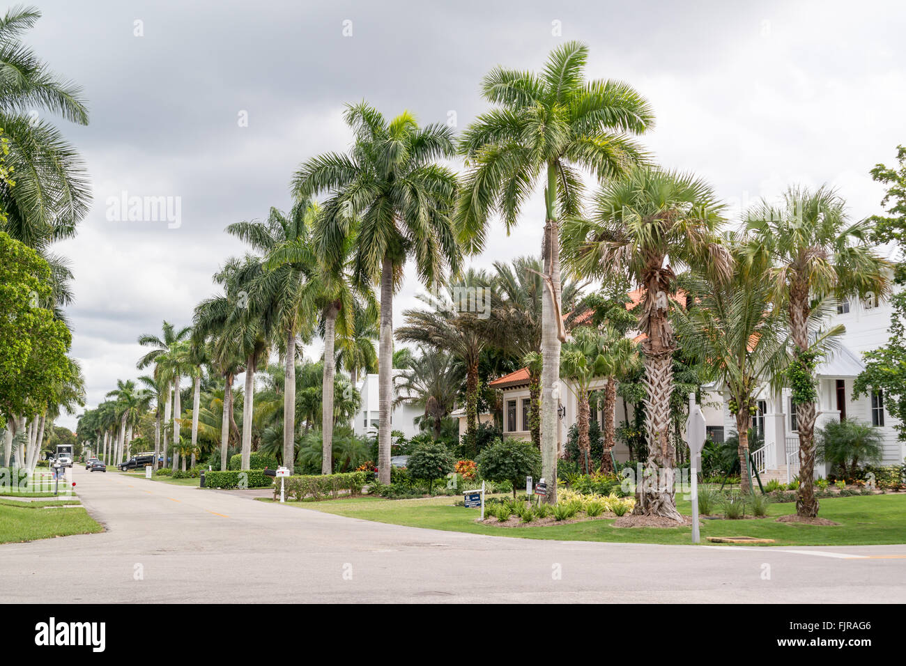 Streetscene con case e alberi di palma di 13 Avenue Sud nella città di Napoli, Collier County, Florida, Stati Uniti d'America Foto Stock