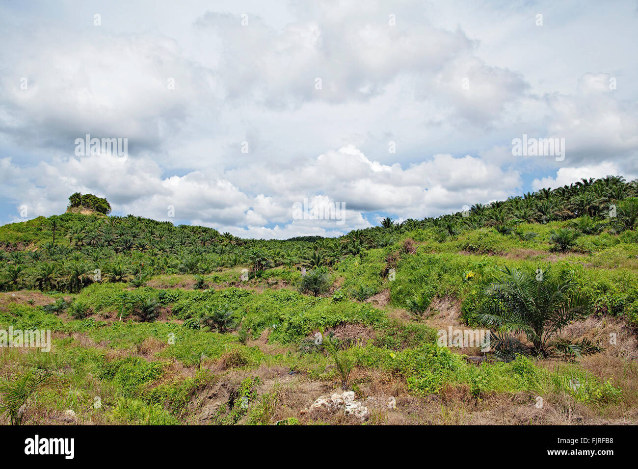 Olio di palma di piantagioni a pochi chilometri dal fiume Kinabatangan. Sabah, Borneo Malese. Foto Stock