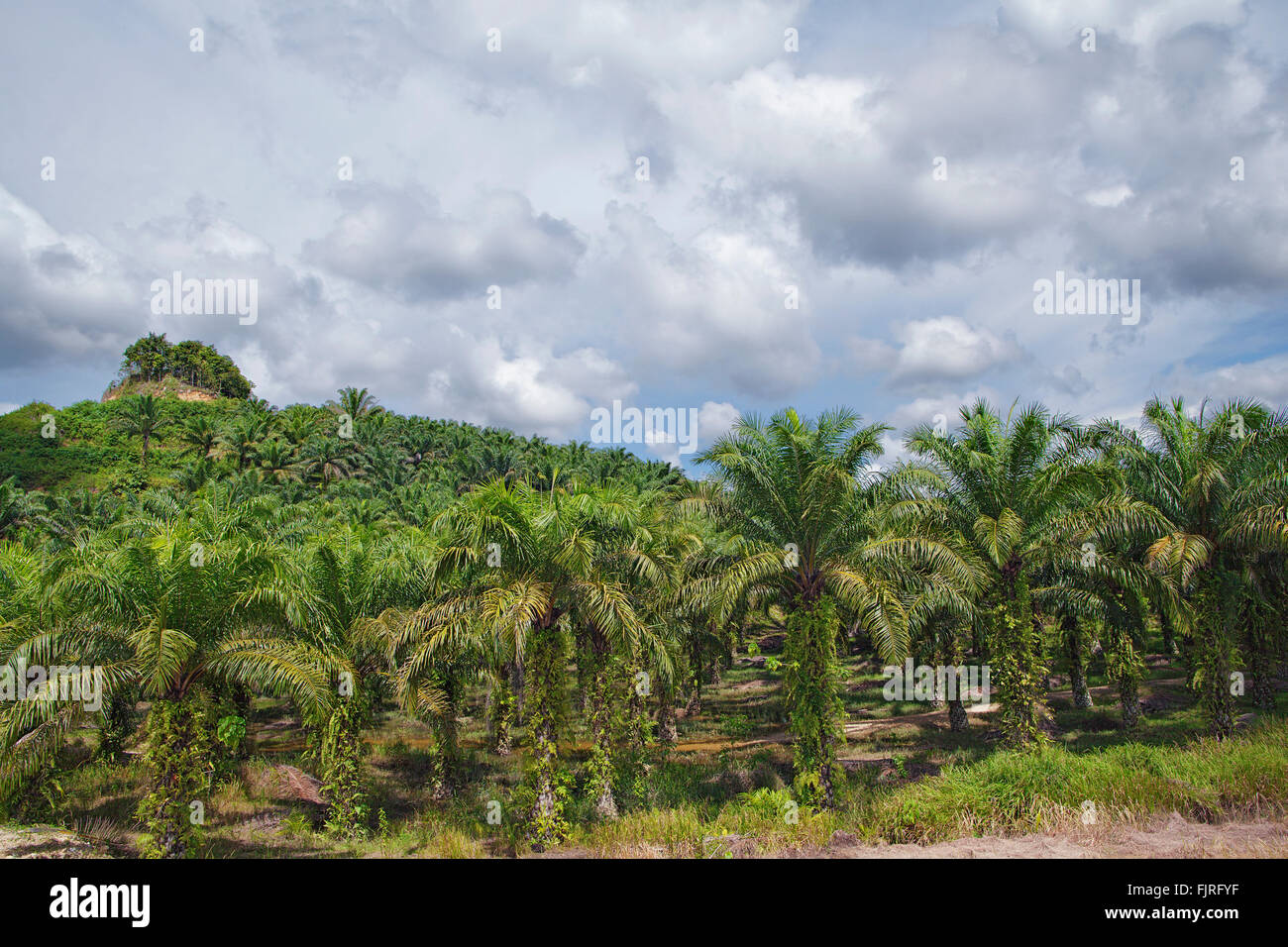 Olio di palma di piantagioni a pochi chilometri dal fiume Kinabatangan. Sabah, Borneo Malese. Foto Stock