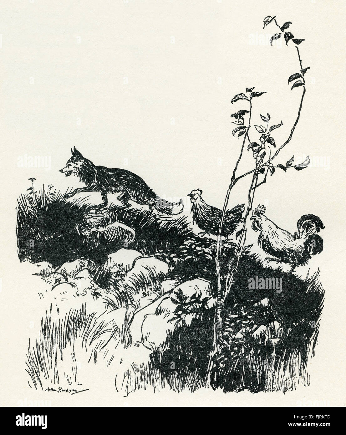Henny Penny, inglese fiaba. La fox conduce i volatili da cortile al re di dirgli che il cielo è caduta. Illustrazione di Arthur Rackham (1867 - 1939) Foto Stock