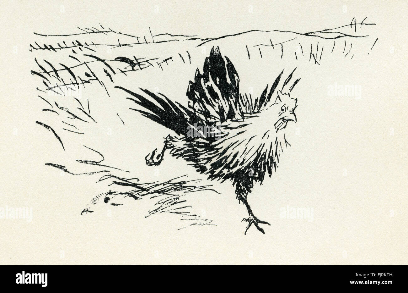 Henny Penny, inglese fiaba. Henny-Penny corre torna a gettare un uovo, la fuga la fox. Illustrazione di Arthur Rackham (1867 - 1939) Foto Stock