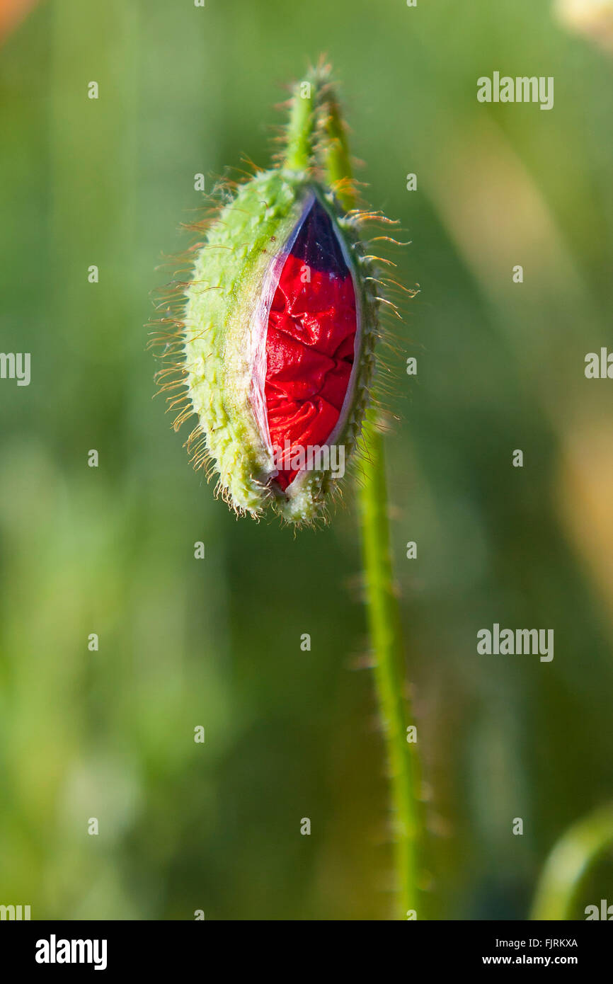 Germoglio di fiore di papavero (Papaver) in un campo, Bassa Sassonia, Germania Foto Stock