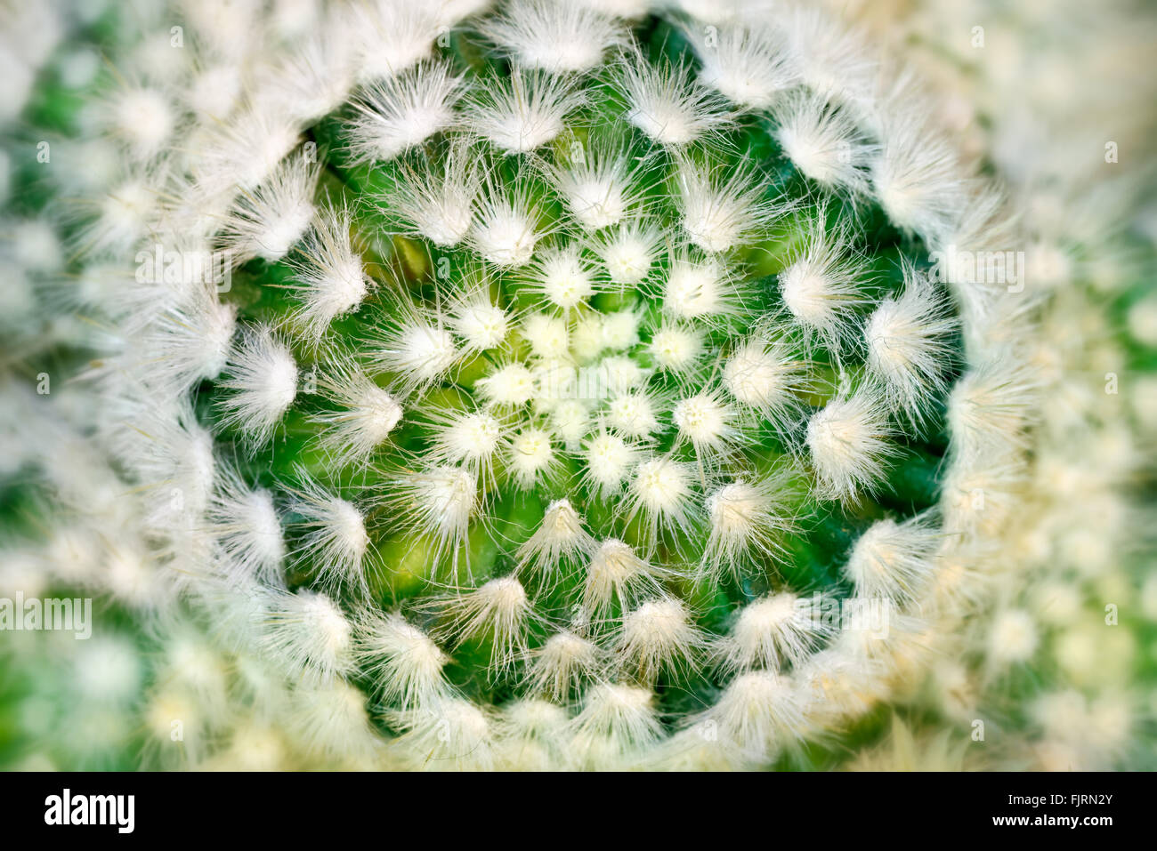 Le piante e gli alberi: cactus close-up, astratto motivo floreale Foto Stock
