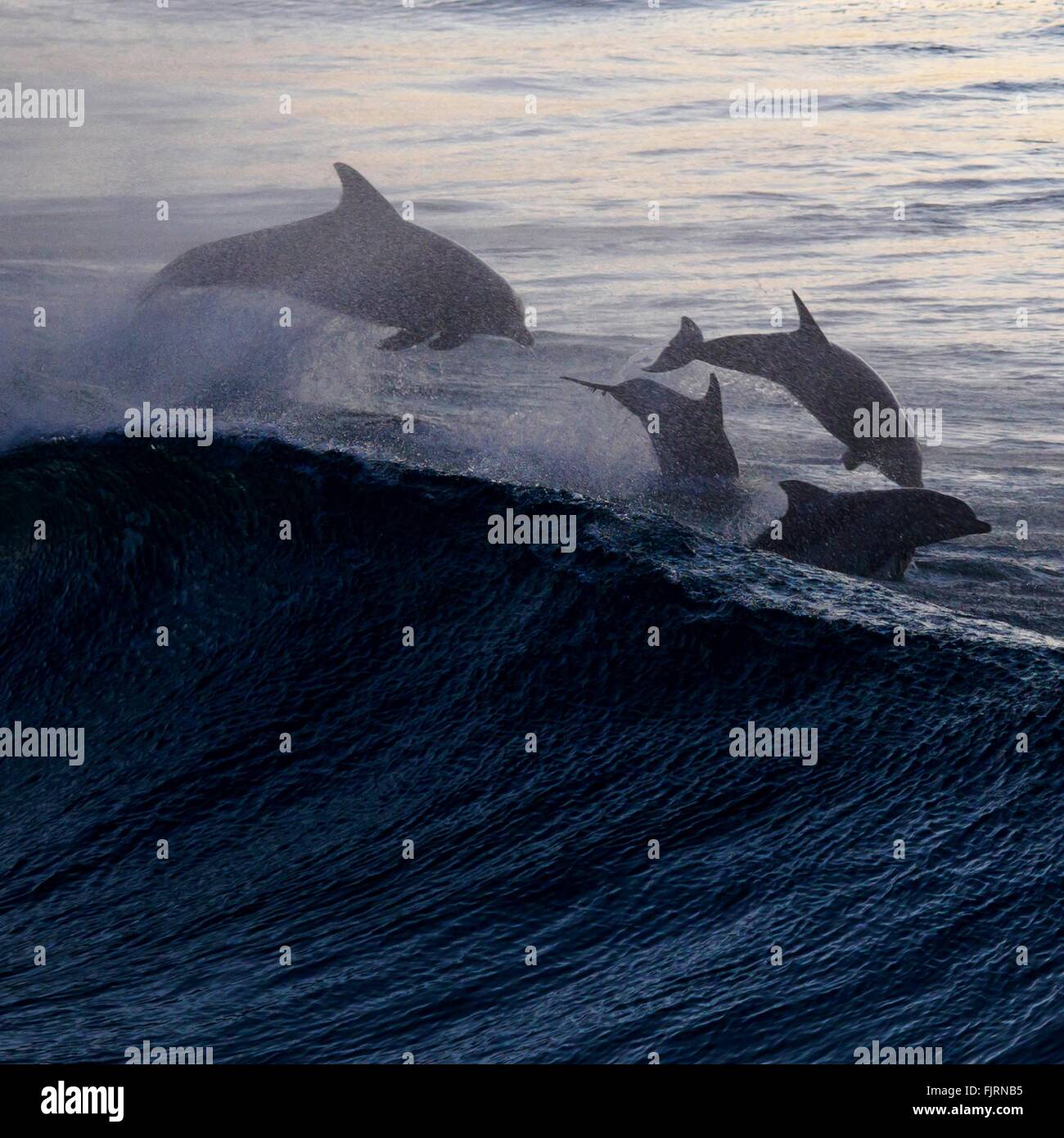 Angolo di Alta Vista di delfini Porpoising in acqua a Bondi Beach Foto Stock