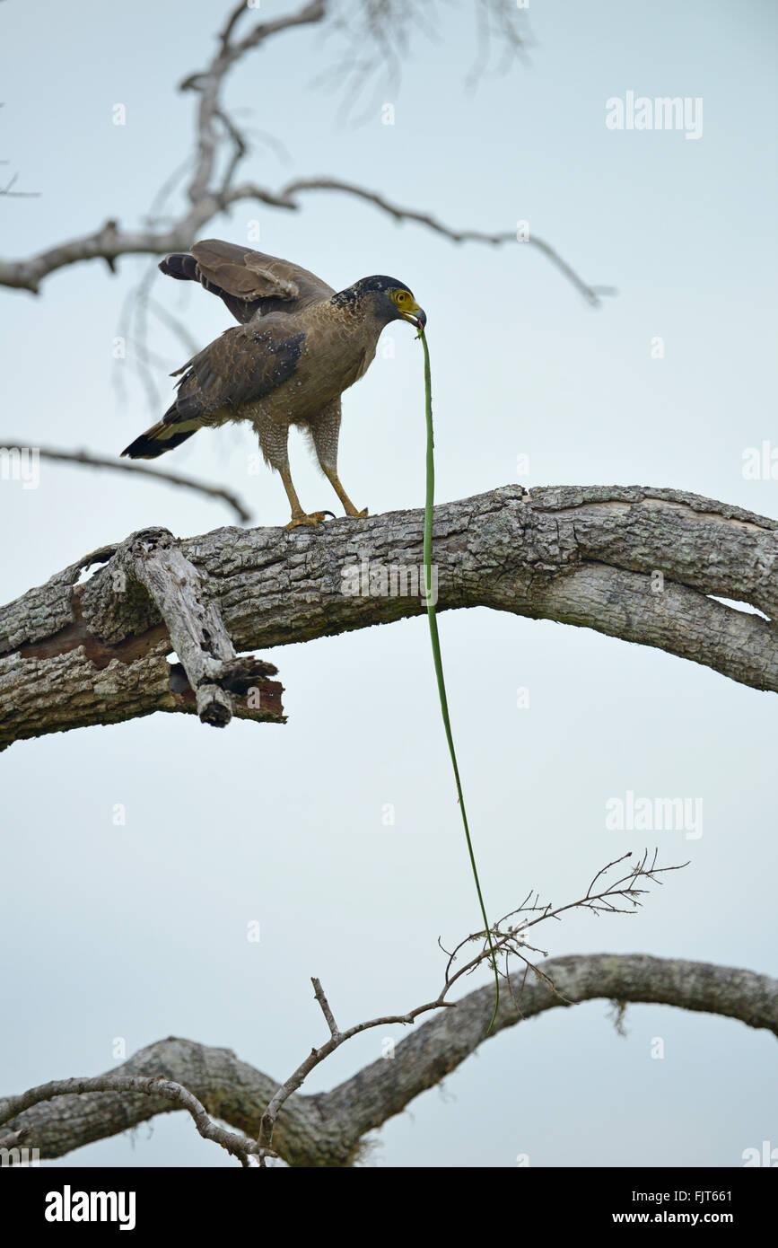 Crested Eagle serpente (Spilornis cheela) alimentazione su un vitigno verde serpente (Oxybelis Pharomachrus) sulla cima di un albero sterile in Yala compit Foto Stock