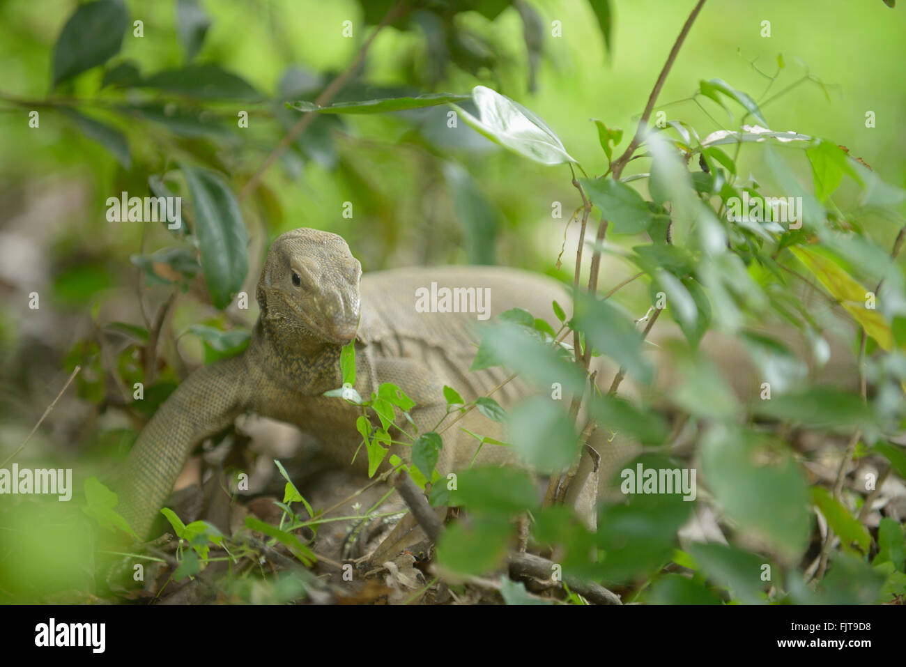 Terra monitor (Varanus bengalensis) lizard in Yala National Park nello Sri Lanka Foto Stock