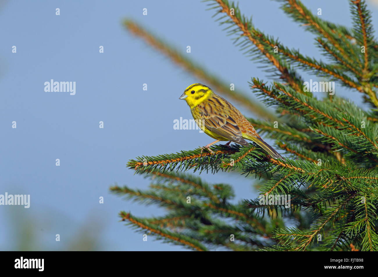 Zigolo giallo Emberiza citinella arroccato su di conifera inverno mattina Foto Stock