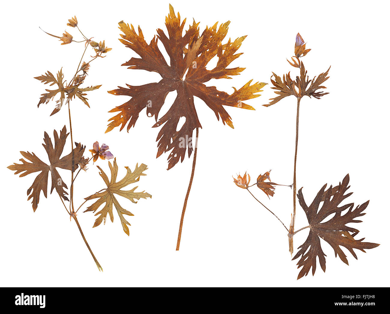Set di wild pressato a secco fiori e foglie isolato Foto Stock