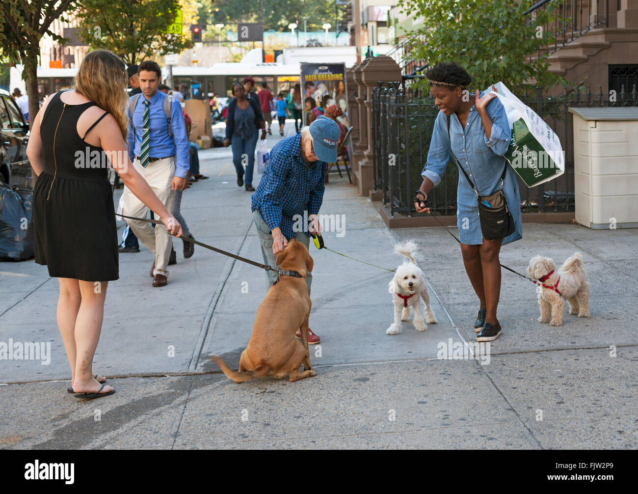 Le persone a smettere di interagire con i loro cani in Harlem in New York City. Foto Stock