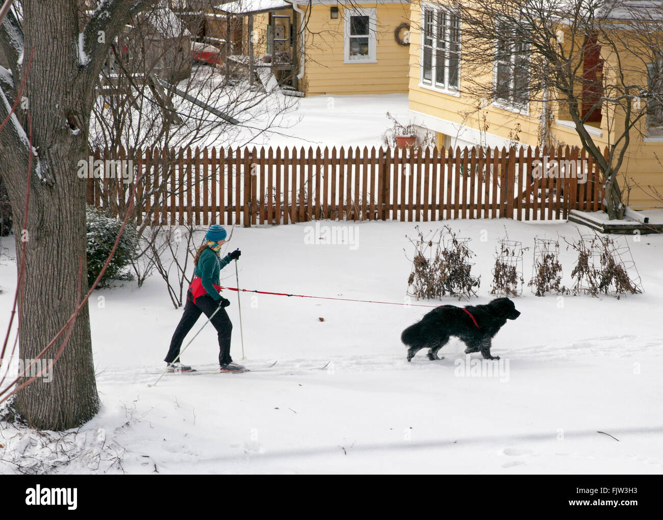 Una donna gli sci di fondo mentre viene tirata dal suo cane a Milwaukee nel Wisconsin. Foto Stock