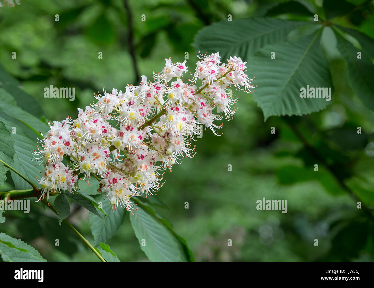 Comune di ippocastano (Aesculus hippocastanum), filiale di fioritura,la molla Foto Stock