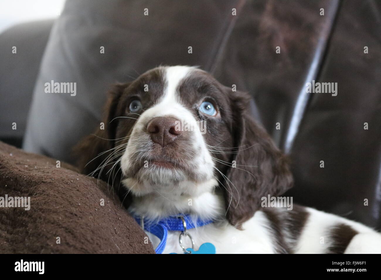Sprocker cucciolo con gli occhi blu Foto Stock