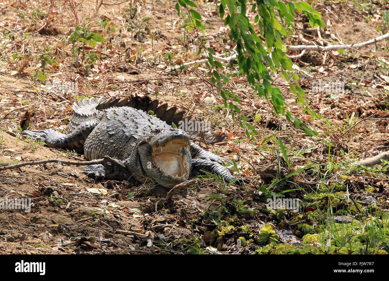 Mugger Crocodile (Crocodylus Palustris) con bocca aperta. Yala National Park, Sri Lanka Foto Stock