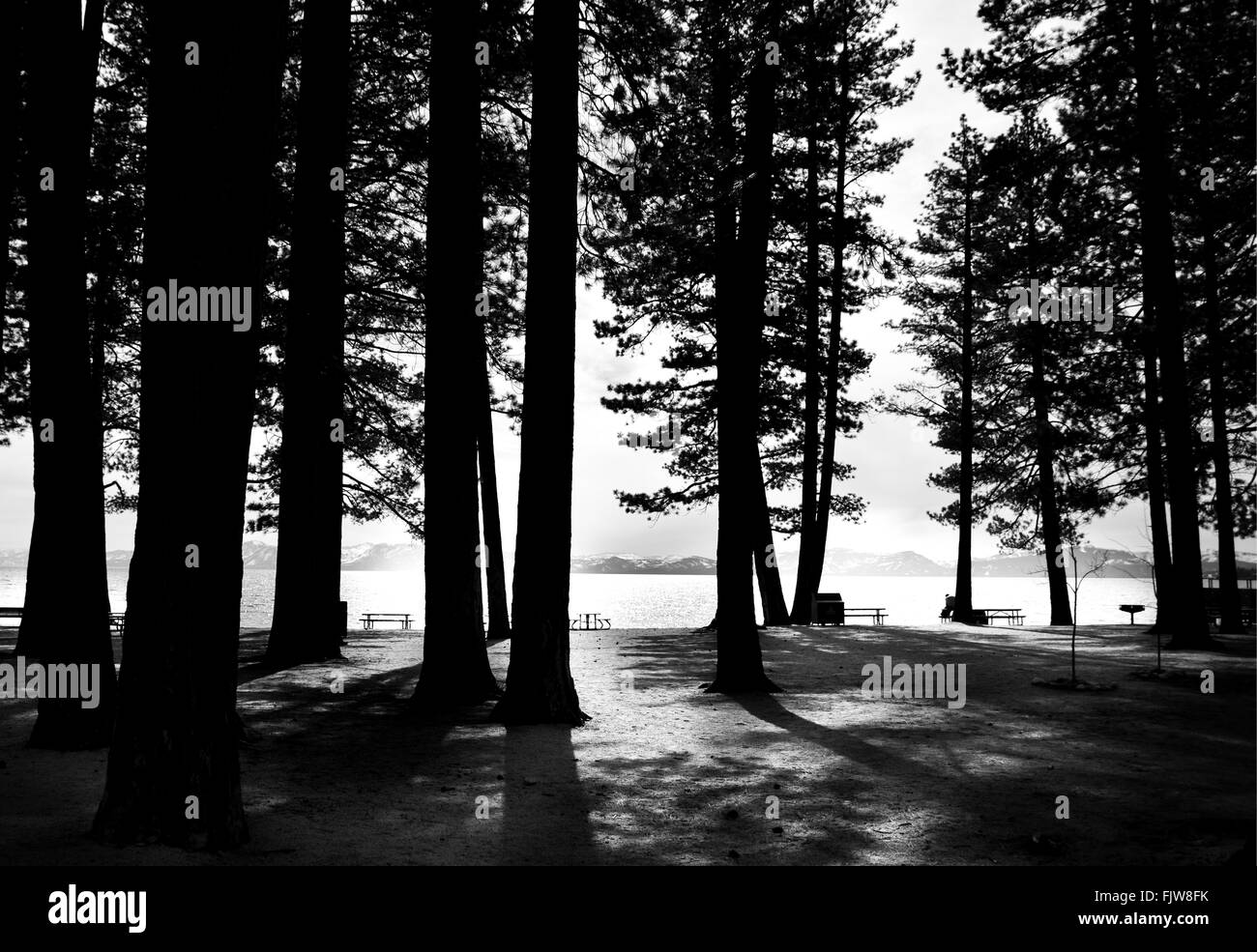 Alberi sul lago Tahoe Foto Stock