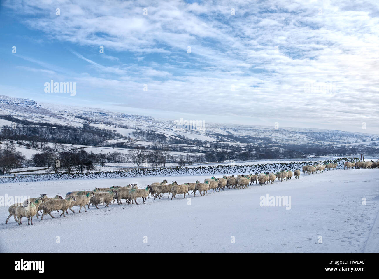 Pecore allineando per il cibo in presenza di neve Farndale. Foto Stock
