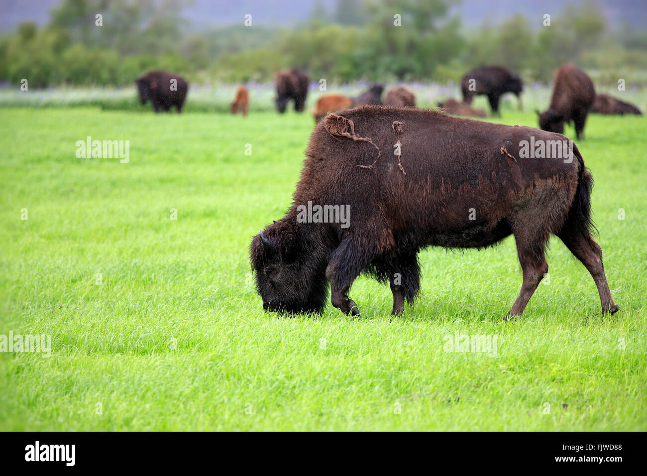 Legno Bison, adulto Alimentazione, Alaska Wildlife Conversazione, centro di Anchorage in Alaska,, STATI UNITI D'AMERICA,Nordamerica / (Bison bison athabascae) Foto Stock