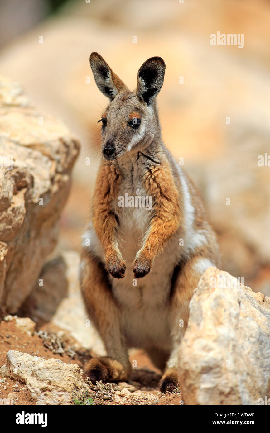 Giallo-footed Rock Wallaby, avviso per adulti, Australia / (Petrogale xanthopus) Foto Stock