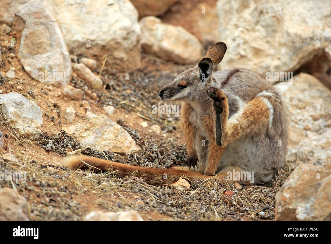 Giallo-footed Rock Wallaby, adulto, Australia / (Petrogale xanthopus) Foto Stock