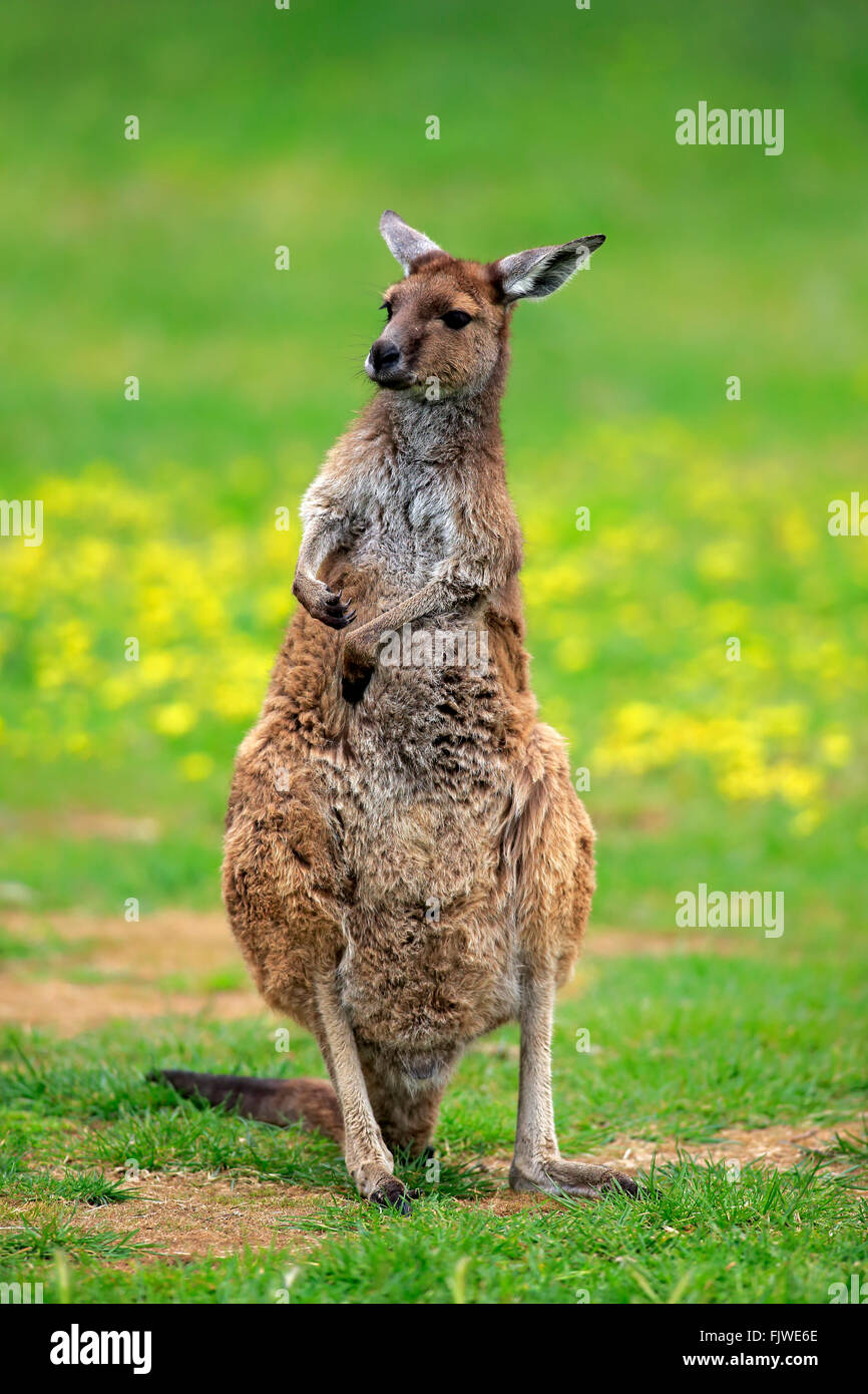 Kangaroo Island Kangaroo, South Australia, Australia / (Macropus fuliginosus fuliginosus) Foto Stock