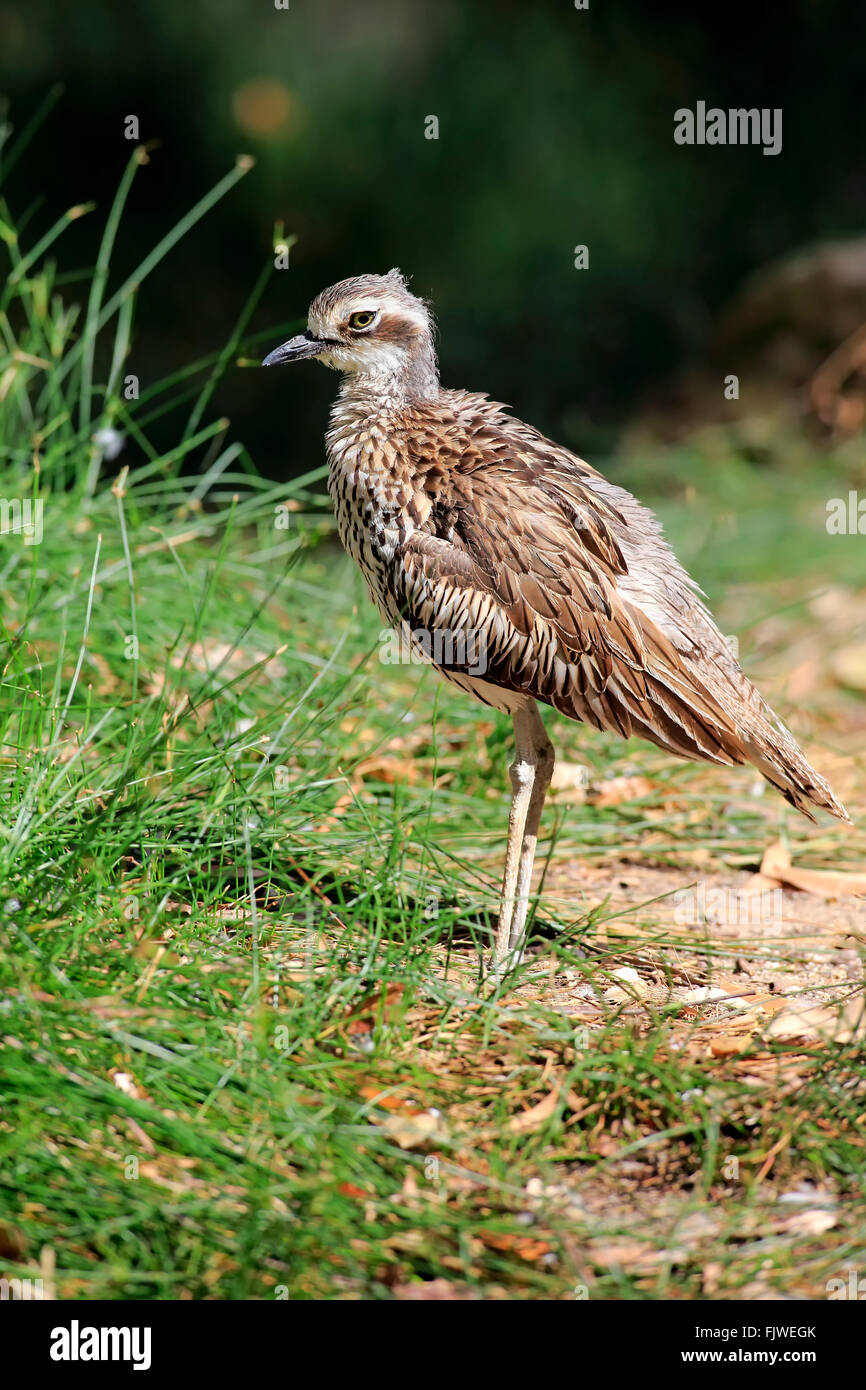 Bush Curlew Pietra, adulto, Australia / (Burhinus grallarius) Foto Stock