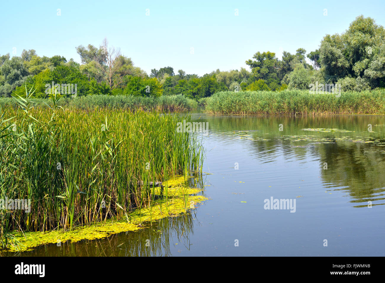 Paesaggio estivo con canne e foresta sul lago Foto Stock